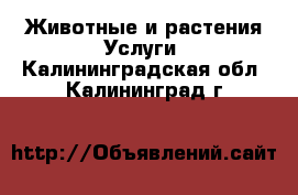 Животные и растения Услуги. Калининградская обл.,Калининград г.